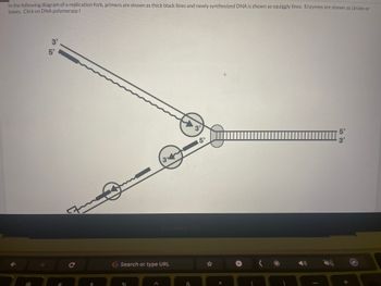 In the following diagram of a replication fork, primers are shown as thick black lines and newly synthesized DNA is shown as squiggly lines. Enzymes are shown as circles or
boxes. Click on DNA polymerase I
3'
5'
7
c
34
%
G Search or type URL
3'
MacBook Pro
&
5'
+
(: *
II
in 3
5'
3'
+