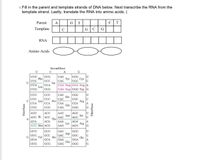 1. Fill in the parent and template strands of DNA below. Next transcribe the RNA from the
template strand. Lastly, translate the RNA into amino acids. (
Parent
A
G
T
Template
C
G
C
G
RNA
Amino Acids
Second base
U
C
A
UCU
Phe
UCC
Ser
UCA
Leu
UCG
UGU
UGC
UUU
UAU
Tyr
UAC
Cys
UUC
U
UUA
UAA Stop UGA Stop A
UAG Stop UGG Trp G
UUG
CUU
CUC
CCU
CAU
His
САС
Pro
CAA
Gln
CAG
CGU
CCC
Leu
CUA
CGC
C
Arg
CGA
C
CCA
CCG
A
CUG
CGG
ACU
AGU
Asn
AAC
AUU
AAU
Ser
AUC lle ACC
Thr
ACA
AGC
AGA
Lys
AGG
AUA
AAA
AUG Met ACG
AAG
Arg
G
GCU
GAU
Asp
GAC
Ala
GAA
Glu
GAG
GUU
GGU
GCC
GGC
Gly
GGA
GUC
C
G
Val
GUA
GCA
A
GUG
GCG
GGG
G
First base
Third base
