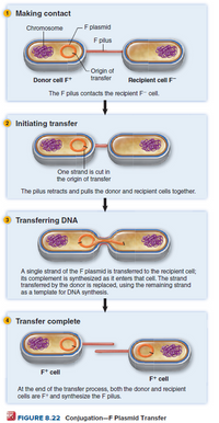 Answered: 1 Making contact F plasmid F pilus… | bartleby