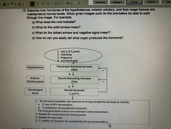 A.A.
||||
16
Hypothalamus
Anterior
Pituitary gland
15. Describe how hormones of the hypothalamus, anterior pituitary, and their target tissues are
maintained at normal levels. When given images such as the one below be able to walk
through the image. For example,
a) What does the oval indicate?
b) What do the solid arrows mean?
c) What do the dotted arrows and negative signs mean?
d) How do can you easily tell what organ produces the hormone?
Thyroid gland
Gland
1. Low T, & T, levels
2. Cold temp
3. Pregnancy
4. Low blood sugar
Thyrotropin Releasing Hormone
(TRH)
+
Thyroid Stimulating Hormone
(TSH)
Emphasis
+
Thyroid hormones
T3 and T₁
Heading 1
Normal
1. Set the basal metabolic rate (amount of energy needed by the body at rest) by:
a.
rate of ATP consumption
b. ↑ production of new glucose molecules
The heat generated in these rxns maintains body temperature.
2. Needed for normal bone & muscle growth
3. Needed for brain dev.
4. ↑ number of receptors for sympathetic NS neurotransmitters
Subtitle
Title