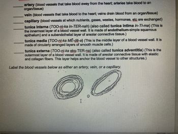 artery (blood vessels that take blood away from the heart; arteries take blood to an
organ/tissue)
vein (blood vessels that take blood to the heart; veins drain blood from an organ/tissue)
capillary (blood vessels at which nutrients, gases, wastes, hormones, etc are exchanged)
tunica Interna (TOO-ni-ka in-TER-nah) (also called tunica intima in-TI-ma) (This is
the innermost layer of a blood vessel wall. It is made of endothelium-simple squamous
epithelium) and a subendothelial layer of areolar connective tissue.)
tunica media (TOO-ni-ka ME-de-a) (This is the middle layer of a blood vessel wall. It is
made of circularly arranged layers of smooth muscle cells.)
tunica externa (TOO-ni-ka eks-TER-na) (also called tunica adventitia) (This is the
outermost layer of a blood vessel wall. It is made of areolar connective tissue with elastic
and collagen fibers. This layer helps anchor the blood vessel to other structures.)
Label the blood vessels below as either an artery, vein, or a capillary.