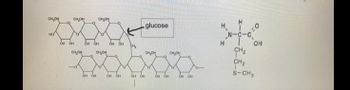 CH₂OH онон
НО
но но
но но
OH OH
скон CH,OH
OH OH
OH OH OH OH
но
glucose
онон
OH OH
НО НО
снон
OH OH
Н
H
N-C-C
'H
Н
0²
НО
CH₂
CH₂
S-CH3