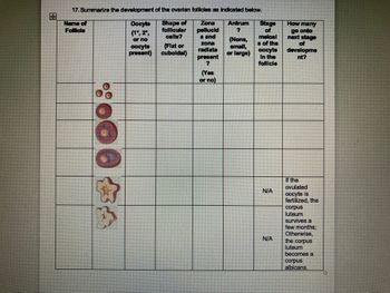 S
17. Summarize the development of the ovarian follicles as indicated below.
Shape of
follicular
cells?
Name of
Follicle
Oocyta
(1º, 2º,
or no
oocyte
present)
(Flat or
cuboidal)
Zona
pellucid
a and
zona
radiata
present
7
(Yes
or no)
Antrum Stage
7
of
melos!
s of the
oocyte
In the
follicle
(None,
small,
or large)
N/A
N/A
How many
go onto
next stage
of
developme
nt?
If the
ovulated
oocyte is
fertilized, the
corpus
luteum
survives a
few months;
Otherwise,
the corpus
luteum
becomes a
corpus
albicans.
O