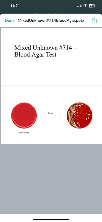 11:21
Done Mixed Unknown#714BloodAgar.pptx
Mixed Unknown #714 -
Blood Agar Test
Uninoculated
24 hrs.
56