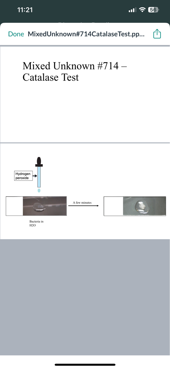11:21
Done Mixed Unknown#714CatalaseTest.pp...
Mixed Unknown #714 -
Catalase Test
Hydrogen
peroxide
●
Bacteria in
H20
A few minutes.
56