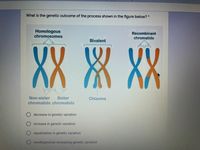 Answered: VV Non-sister Sister Chiasma chromatids… | bartleby