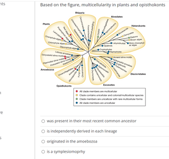 Answered: Based on the figure, multicellularity… | bartleby