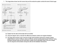 1. The image below shows how the human body and the endocrine system controls the level of blood sugar.
O Increase in blood glucose
O Decrease in blood glucose
PANCREAS
PANCREAS
O Glucagon
secretion slows
O Glucagon
secretion increases
O Insulin
secretion slows
Insulin
secretion increases
glucagon
insulin
glucagon
insulin
LIVER
MUSCLE
FAT CELLS
LIVER
O Body cells, especially in muscle and
adipose tissue, take up and use more
glucose.
O Cells in liver break
down glycogen faster.
The released glucose
monomers enter blood.
Cells in skeletal muscle and liver store
glucose in the form of glycogen.
O Decrease in blood glucose
O Increase in blood glucose
(a) Explain how the cells communicate with one another.
(b) Using the diagram above, describe the differences between positive and negative feedback.
(c) The graph above shows a day in the life of A high school student's typical day consists of eating
before 8:00 am, lunch at 12:00 pm, dinner at 6:00 pm, and an evening snack around 10:00 pm. Using
the Blood Glucose levels and the chart above, explain how the glycogen levels of the liver change
over 24 using the communication among the cells and the feedback mechanisms.
