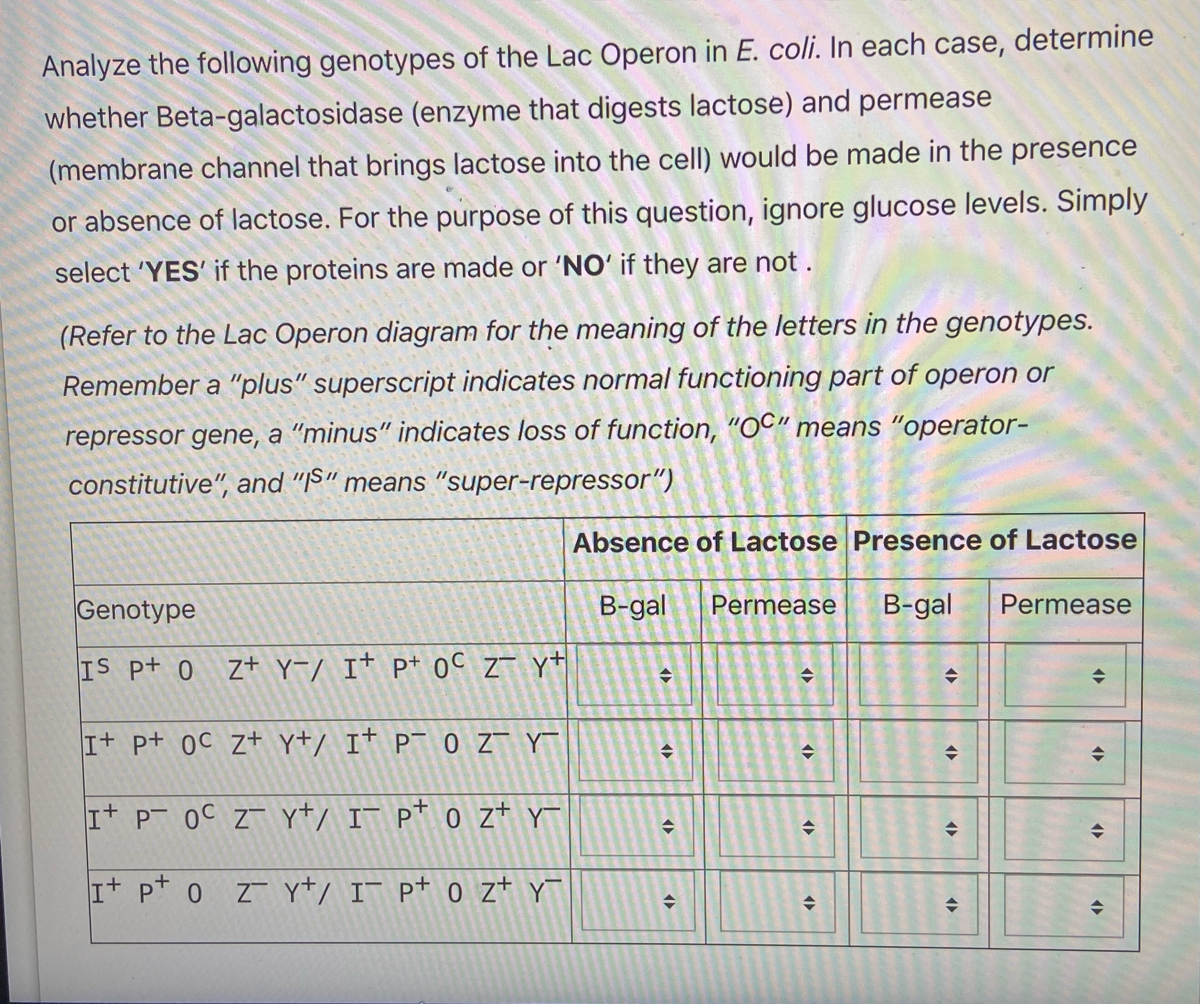 Solved Normal function of the lac operon means that the cell