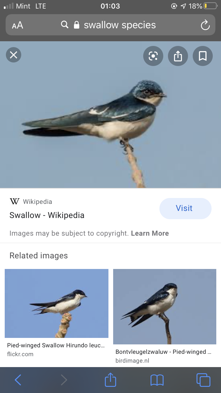 Barn swallow - Wikipedia
