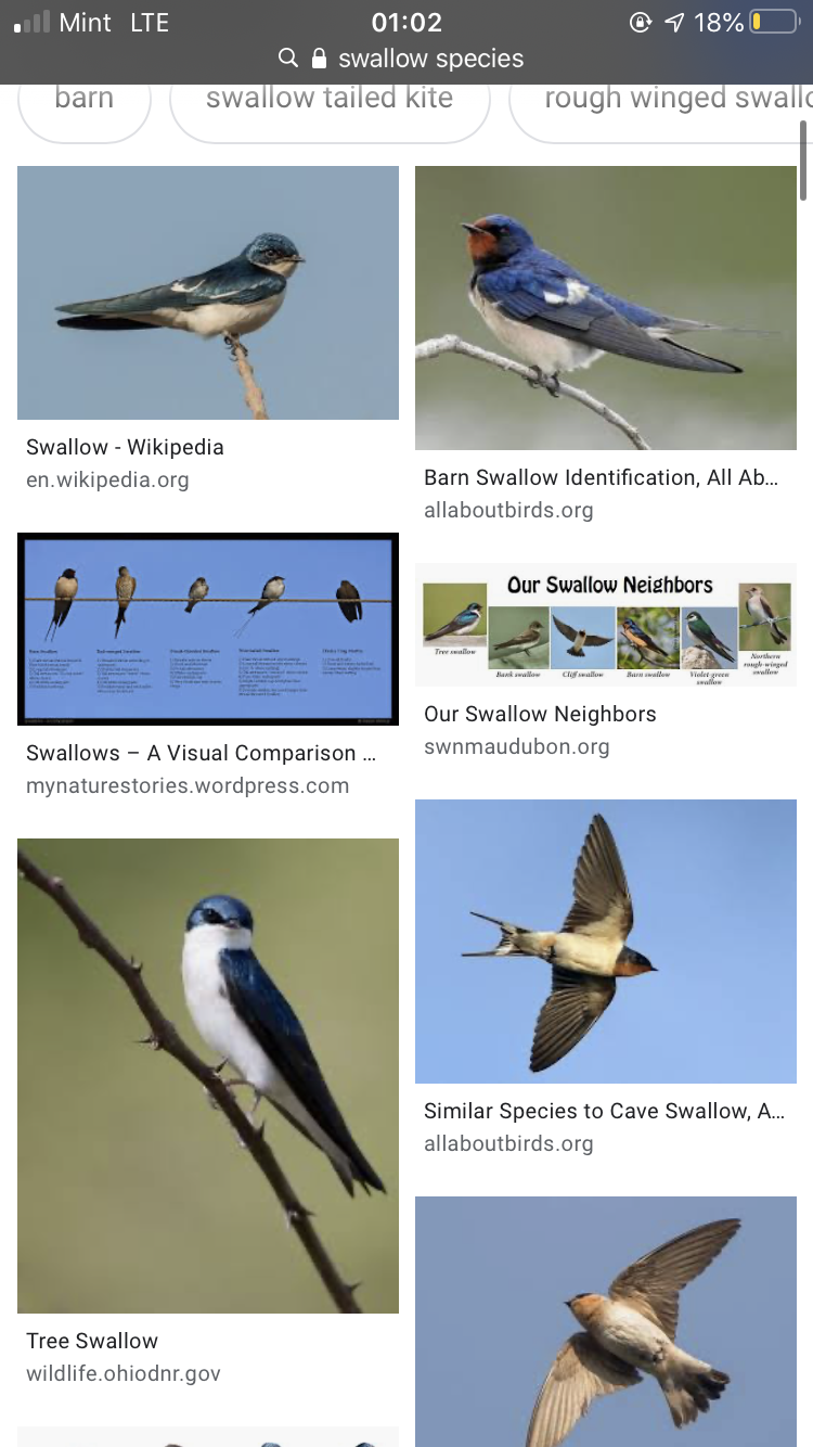 Barn swallow - Wikipedia