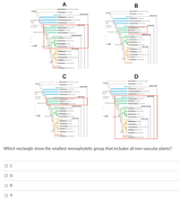 A
В
Glaucophyta (glaucophyte algne)
Rhodophyta red algae)
PLANTAE
Glaucophyta acophyte algae)
PLANTAE
Rhodophyta red lgee)
GREEN PLANTS
GREEN ALGAE
Ulvophycene (ulvophytes)
GREEN PLANT
EN AL-
Uvophycesevephytes)
Coleochaetophycene (oleochaetes)
Charophyceae (stoneworts)
Colecchaetophyceae (coleochaetes)
Charophycee stenewort
NOASCULAR PLANTS RNPERT
Hepaticophyta (verworts
Bryophyta (mosses)
nancestor
en plants
LAND PLANTS
epaticophytaverworts
Bryophyta mosses
Anthocerophytaerort
Aty ta ve en lan
Anthocerophyta (homworts)
VASCULAR PLANTS
SLEPLANTSs
SEEBLESS PLANTS
Lycephyta ycophytes)
Lycophyta yoophytes)
Palotophyte whisk te
Psilotophyta (whisk fems)
L
Peridophyta (eme
Pheridophyta (erns)
Eetophytehert
L
Equisetophyta (horsetals)
SEEO PLANTS
S
Ginkgophyta ginge
CYMOSPERS
Ginkgophyta (ginkge)
LCycadophyta (eyeads)
Lr Cupressophyta redwoods et al
Pinophyta pines et al
LCycadophytanycad
Cupressophytedwoods eta
Pinophyta ineset a
Gnetophyta getophytes
t)
See
Gnetophyta gnetophytes)
ASPERMS
ANGIOSPERMS
Anthophyta angiosperms)
D
Glaucophyta glaucophyte algae)
Glaucophyta gaucophyte ig)
PLANTAE
Rhodophyta red algae)
GREEN ALGAE-
PLANTAE
Rhodophyta red algae
GREEN PLANTS
GREEN PLANTS
GREEN ALGA
AE-
Ulvophyceae (ulvophytes)
Ulvophyceae uvophytes
Coleochaetophyceae ooleochaetes)
ngK
Coleochaetophyceae (coleochaetes)
Charophyceae (toneworta)
Charophyceae (stoneworts)
ancestor
plants
LAND PLANTS
ancestor
plants
ANDRATE
NOASULAR PLANTs-
Hepaticophyeverworts)
Hepaticophyta iverworts)
Bryophyta mosses)
Bryophyta mosses)
Aylaela
Anthocerophyta (horort
Anthocerophyta hormworta)
VASCULAR PLANTS
VASCULAR PLANTS
SEEDLESS PLANTS-
SELES PLANT
Lycophyta yoophytes)
Lycophyta Oycophytes)
Pailotophyta whisk fems
Palotophyta (hisk terna)
Peridophyta (ems
Peridophyta (ema
LEquisetophy horsetals)
Equisetophyta (horsetails)
SEED PLANTS
SEED PLANTS
ST PER
Ginkgophyta ginkgo)
Cycadophyte eycade
SY
r
L
Ginkgophyta (ginkgo)
Cycadophyta cycada)
- l
Cupressophyta redoods et a
Cupressophyt edoods etat
Pinophyta pines et a
Pinophyta pines et a
Gretophyta getophytes
let
Gnetophyta gnetophytes)
Anthophyta (angiosperma)
ANGIesPERS
Anthophyta angiosperma)
Which rectangle show the smallest monophyletic group that includes all non-vascular plants?
ос
O D
O B
O A
