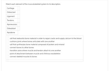 Match each element of the musculoskeletal system to its description.
Cartilage
Osteoclast
Ligament
Tendons
Aponeurosis
Osteoblast
Apodeme
cell that reabsorbs bone material in order to repair cracks and supply calcium to the blood
cushions joints where bones articulate with one another
cell that synthesizes bone material composed of protein and mineral
connect bones to other bones
transition zone where muscle and tendon attach to one another
point of attachment between muscle and chitinous exoskeleton
connect skeletal muscles to bones