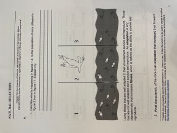 NATURAL SELECTION
A.
1
Q
#
1. Describe what is happening in figures 1-3. Is the population of mice different in
figure 3 than in figure 1? Explain why.
食
Adapted from the University of California, Los Angeles Life Sciences 1 Demonstration Manual
Copyright 2008 by Jennifer Doherty and Dr. Ingrid Waldron, Department of Biology, University of Pennsylvania¹
CAS
ced by
by each
complete de
So
sfir
QUA
2
why this
49
M
ness is
que
which
Qu
3
yould biologists
ha
$02.
cm/sec.
and produce offspring who
C
Fo
C
Living things that are well adapted to their environment survive and reproduce. Those
that are not well adapted don't survive and reproduce. An adaptation is any
characteristic that increases fitness, which is defined as the ability to survive and
reproduce.
2. What characteristic of the mice is an adaptation that increased their fitness?
¹ Teachers are encouraged to copy this student handout for classroom use. A Word file (which can be used to prepare a modified
version if desired), Teacher Preparation Notes, comments, and the complete list of our hands-on activities are available at
http://serendip.brynmawr.edu/sci edu/waldron/.
1