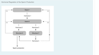 Hormonal Regulation of the Sperm Production
Gland 1
(-)
Hormone 1
Gland 2
Hormone 2
Hormone 3
Structure X
Structure Y
Hormone 4
Sperm production
