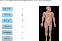 Place the following digestive tract organs in the order through which ingested material passes.
Large intestine
1
Oral cavity
Esophagus
3
Stomach
4
Small intestine
Pharynx
6.
