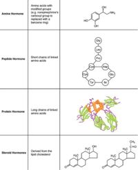 Amino acids with
modified groups
(e.g. norepinephrine's
carboxyl group is
replaced with a
benzene ring)
OH
Amine Hormone
~NH2
но-
OH
Gly)
Leu
Short chains of linked
Peptide Hormone amino acids
Pro
Cys
(Asp
Glu
Tyr
Long chains of linked
amino acids
Protein Hormone
OH
Derived from the
Steroid Hormones ipid cholesterol
