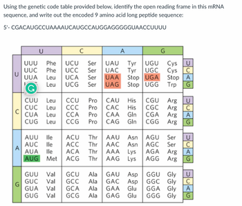 Answered: Using the genetic code table provided… | bartleby