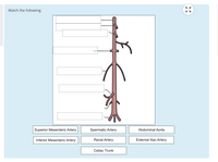 Match the following.
Superior Mesenteric Artery
Spermatic Artery
Abdominal Aorta
Inferior Mesenteric Artery
Renal Artery
External Iliac Artery
Celiac Trunk
