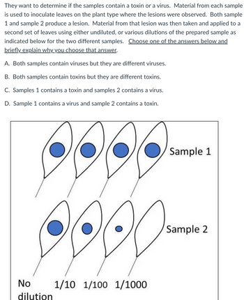 They want to determine if the samples contain a toxin or a virus. Material from each sample
is used to inoculate leaves on the plant type where the lesions were observed. Both sample
1 and sample 2 produce a lesion. Material from that lesion was then taken and applied to a
second set of leaves using either undiluted, or various dilutions of the prepared sample as
indicated below for the two different samples. Choose one of the answers below and
briefly explain why you choose that answer.
A. Both samples contain viruses but they are different viruses.
B. Both samples contain toxins but they are different toxins.
C. Samples 1 contains a toxin and samples 2 contains a virus.
D. Sample 1 contains a virus and sample 2 contains a toxin.
No
dilution
1/10 1/100 1/1000
Sample 1
Sample 2