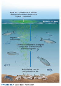 Answered: Algae and cyanobacteria flourish, using… | bartleby