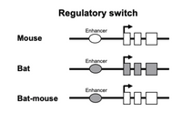 Regulatory switch
Enhancer
Mouse
Enhancer
Bat
Go-
Enhancer
Bat-mouse
