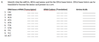 Identify what the mRNA, tRNA and amino acid for the DNA bases below. DNA bases below can be
translated to become the amino acid present in a cow.
II.
DNA bases mRNA (Transcripion)
TRNA Codons (Translation)
Amino Acids
wwwwwww
1. САС
2. АAА
3. АСА
4. ATG
5. АТА
6. TTA
7. GTA
8. TTC
9. TCC
10. ACT
