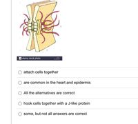 dramy
a alamy stock photo
attach cells together
are common in the heart and epidermis
All the alternatives are correct
hook cells together with a J-like protein
some, but not all answers are correct
