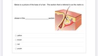 Below is a picture of the base of a hair. The section that is referred to as the matrix is
shown in the
section.
O yellow
O brown
red
O purple
