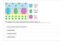 Sodium
channel
open
Potassium
channel
closed
Na - K
pump
closed
The stage of the action potential that is shown above is
the very end of the action potential
repolarization
resting potential
depolarization
