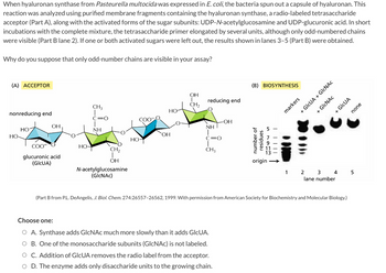 When hyaluronan synthase from Pasteurella multocida was expressed in E. coli, the bacteria spun out a capsule of hyaluronan. This
reaction was analyzed using purified membrane fragments containing the hyaluronan synthase, a radio-labeled tetrasaccharide
acceptor (Part A), along with the activated forms of the sugar subunits: UDP-N-acetylglucosamine and UDP-glucuronic acid. In short
incubations with the complete mixture, the tetrasaccharide primer elongated by several units, although only odd-numbered chains
were visible (Part B lane 2). If one or both activated sugars were left out, the results shown in lanes 3-5 (Part B) were obtained.
Why do you suppose that only odd-number chains are visible in your assay?
(A) ACCEPTOR
nonreducing end
HO-
HO
OH
COO
glucuronic acid
(GICUA)
HO-
CH3
T
C=O
I
NH
CH₂
OH
N-acetylglucosamine
(GlcNAc)
COO
но-
HO
OH
OH
I
CH₂
reducing end
NH
C=O
CH3
Choose one:
O A. Synthase adds GlcNAc much more slowly than it adds GICUA.
O B. One of the monosaccharide subunits (GlcNAc) is not labeled.
OH
O C. Addition of GICUA removes the radio label from the acceptor.
O D. The enzyme adds only disaccharide units to the growing chain.
(B) BIOSYNTHESIS
number of
residues
51953
origin
|||||
markers
+ GICUA + GlcNAc
+ GlcNAc
1 2 3 4
lane number
(Part B from P.L. DeAngelis, J. Biol. Chem. 274:26557-26562, 1999. With permission from American Society for Biochemistry and Molecular Biology.)
+ GICUA
none
5