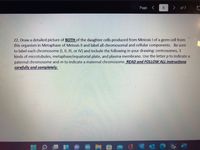 Page <
of 7
22. Draw a detailed picture of BOTH of the daughter cells produced from Meiosis I of a germ cell from
this organism in Metaphase of Meiosis Il and label all chromosomal and cellular components. Be sure
to label each chromosome (I, II, III, or IV) and include the following in your drawing: centrosomes, 3
kinds of microtubules, metaphase/equatorial plate, and plasma membrane. Use the letter p to indicate a
paternal chromosome and m to indicate a maternal chromosome. READ and FOLLOW ALL instructions
carefully and completely.
6)
Qa

