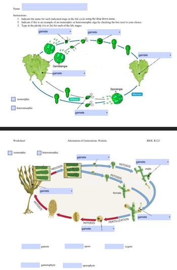 Name:
Instructions:
1. Indicate the name for each indicated stage in the life cycle using the drop down menu.
2. Indicate if this is an example of an isomorphic or heteromorphic alga by checking the box next to your choice.
3. Type in the ploidy (In or 2n) for each of the life stages.
gamete
isomorphic
heteromorphic
Worksheet
isomorphic
MITOSIS
gamete
Gametangia
heteromorphic
gamete
gamete
MEIOSIS
gametophyte
Mitosis
gamete
Alternation of Generations: Protista
gamete
gamete
Cha
MITOSIS
gamete
spore
sporophyte
Sporangia
MITOSIS
MITOSIS
female
FERTILIZATION
zygote
gamete
Meiosis
gamete
BIOL R122
male
gamete