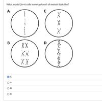 What would 2n=6 cells in metaphase I of meiosis look like?
DG
A
В
D
XX
XX
O A
