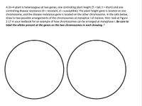 Answered: A 2n=4 plant is heterozygous at two… | bartleby