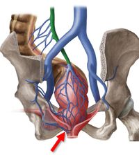 The image is an anatomical illustration of the human pelvic region highlighting the rectal venous system. The illustration focuses on the network of veins surrounding the rectum, which includes several notable features:

1. **Venous Network**:
   - The rectal venous plexus is prominently shown in blue, illustrating the intricate pattern of veins that facilitate blood drainage from the rectal area.

2. **Arrows and Highlighting**:
   - A red arrow is used to point to a specific area in the illustration. This area is emphasized to indicate a particular point of interest, possibly highlighting a site of clinical significance like hemorrhoids or detailing the pathway of venous drainage.

3. **Surrounding Structures**:
   - The pelvic bones are shown on either side, providing context for the positioning of the rectum within the human pelvis.
   - The vertebral column is partially visible, giving an idea of the spatial orientation of these structures in relation to the spine.

4. **Color Coding**:
   - The veins are depicted in blue, arteries (if any) would typically be shown in red, and other anatomical structures are colored to distinguish different tissues and organs.

This diagram is useful for educational purposes, illustrating the anatomy relevant to medical studies of the rectal and pelvic vascular systems and helping to understand conditions such as hemorrhoids or other venous concerns in the pelvic region.