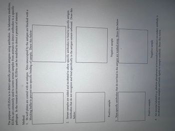 The purpose of ELISAS is to detect specific protein antigens using antibodies. In laboratory medicine,
ELISAS are commonly used to screen serum samples from animals to detect antibodies to a specific
pathogen. In the research environment, ELISAS can be modified to detect a protein of interest.
Method:
1. 96 well plates are coated with an antigen. Sites unoccupied by the antigen are blocked with a
blocking buffer to prevent non-specific binding of sample. Draw this below:
2. Serum samples are added and incubated to allow specific antibodies to bind to specific antigen.
Antibodies that do not recognize and bind specifically to the antigen remain unbound. Draw this
below:
Positive sample
Negative sample
3. Non-specific antibodies that do not bind to the antigen are washed away. Draw this below.
Positive sample
Negative sample
4. An enzyme labeled (e.g. alkaline phosphatase or horseradish peroxidase) secondary antibody is
incubated with the samples and binds tightly to sample antibody. Draw this below.