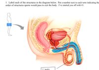 1. Label each of the structures in the diagram below. Put a number next to each term indicating the
order of structures sperm would pass to exit the body. I've started you off with #1.
1. testis
