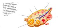 2. Name each of the
growing follicle structures
on the surface of this
ovary. For each follicle
you named, indicate the
principal hormone that the
follicle will produce at
that stage.
