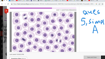 ←
8
[III.]
E
C
Vie X 0 Email
×
Co
BI
Pri
Apopto G A type G The sm
✰ https://learn.senecacollege.ca/ultra/courses/_705120_1/outline/assessment/_18697358_1/overview/attempt/_45421805_1?courseld=_7051... G
C
BIO 09
Last saved 10:58:53 PM
Questions Filter (11) ▼
تحقيقات
Succes
New Ta
The sm G The fol
4 OF 11 QUESTIONS REMAINING
Conten
BIO 09
+
Ques
5, Simpl
A
Save and Close