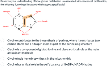 Based on your understanding of how glycine metabolism is associated with cancer cell proliferation,
the following figure best illustrates which aspect specifically?
CO2
aspartate
formate
оо
-C 3
glutamins
9
glycine
8C
--formate
Glycine contributes to the biosynthesis of purines, where it contributes two
carbon atoms and a nitrogen atom as part of the purine ring structure
Glycine is a component of glutathionine and plays a critical role as the main
antioxidant molecule
Glycine fuels heme biosynthesis in the mitochondria
Glycine has critical role in the cell's balance of NADP+/NADPH ratios