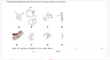 The following drawings form part of a life cycle of a fungus related to a true fungus.
A
iii
B
PESER
ASSORIE
IV
C
E
F
Label the structures indicated by the roman letters i
G
V
and v
H
III