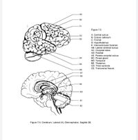 -49
50
-51
Figure 7.5
A. Central sulcus
52
B. Corpus callosum
C. Frontal
D. Hypothalamus
E. Interventricular foramen
AB. Lateral cerebral sulcus
-53
AC. Occipital lobes
AD. Parietal
AE. Parieto-occipital sulcus
BC. Pineal gland
BD. Temporal
BE. Thalamus
CD. Third ventricle
54
-55
CE. Transverse fissure
56
57
58
59
60
61
62
Figure 7.5. Cerebrum, Lateral (A); Diencephalon, Sagittal (B)
