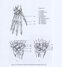 Figure 4.16
A. Capitate
B. Distal phalanx
C. Hamate
D. Lunate
E. Metacarpals
AB. Pisiform
AC. Proximal phalanx
AD. Scaphoid
AE. Trapezium
BC. Trapezoid
BD. Triquetrium
122
123
124
A
125
129
126
130
127
131
132
128
C
Figure 4.16. Right Hand, Dorsal (A); Right Wrist, Dorsal (B); Palmar (C)
