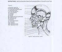 INSTRUCTIONS: Label the illustration below by choosing the letter of the part for each item.
Figure 6.1
1
A. Depressor anguli oris
B. Depressor labii inferioris
C. Frontal belly of occipitofrontalis
D. Galea aponeurotica
E. Levator labii superioris
AB. Levator scapulae
AC. Masseter
AD. Mentalis
AE. Nasalis
BC. Occipital belly of occipitofrontalis
BD. Orbicularis oculi
BE. Orbicularis oris
CD. Platysma
CE, Sternocliedomastoid
DE. Temporalis
ABC. Trapezius
ABD. Zygomaticus major
ABE. Zygomaticus minor
6
7
8
10
11
12
13
14
15
16
17
18
Figure 6.1. Head and Neck, Lateral
2.
34
5
