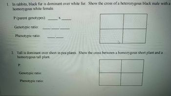 1. In rabbits, black fur is dominant over white fur. Show the cross of a heterozygous black male with a
homozygous white female.
P (parent genotypes):
Genotypic ratio:
Phenotypic ratio:
X
2. Tall is dominant over short in pea plants. Show the cross between a homozygous short plant and a
homozygous tall plant.
P:
Genotypic ratio:
Phenotypic ratio: