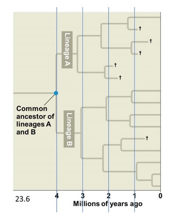 Answered: Among The Descendants Of The Ancestor… | Bartleby