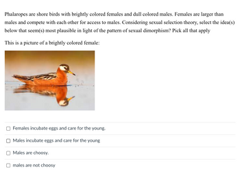 Phalaropes are shore birds with brightly colored females and dull colored males. Females are larger than
males and compete with each other for access to males. Considering sexual selection theory, select the idea(s)
below that seem(s) most plausible in light of the pattern of sexual dimorphism? Pick all that apply
This is a picture of a brightly colored female:
O Females incubate eggs and care for the young.
Males incubate eggs and care for the young
Males are choosy.
males are not choosy