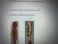 **Educational Content: Anatomy Identification Exercise**

---

**20. Identify two actions of the muscle indicated by tag #20.**

- [Blank Space for Answer]

**21. Identify the specific structure indicated by tag #21.**

- [Blank Space for Answer]

**22. Identify the muscle indicated by tag #22.**

- [Blank Space for Answer]

---

**Diagram Description:**

The image contains two sections, each depicting muscles with specific tags for identification:

- **Left Section (Tag #20):** Shows a side view of the thigh muscles. The tag #20 is pointing to a specific muscle within the group.

- **Right Section (Tags #21 and #22):** Illustrates a more detailed view of the leg, highlighting individual muscle structures. Tag #21 points to a structure within the middle area of the leg, while tag #22 highlights another muscle further up the structure towards the hip area. 

These diagrams are useful for understanding the anatomy of the leg muscles and their functions.