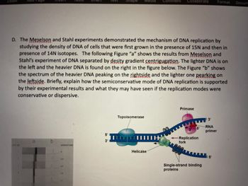 ****0
b
D. The Meselson and Stahl experiments demonstrated the mechanism of DNA replication by
studying the density of DNA of cells that were first grown in the presence of 15N and then in
presence of 14N isotopes. The following Figure "a" shows the results from Meselson and
Stahl's experiment of DNA separated by desity gradient centrigugation. The lighter DNA is on
the left and the heavier DNA is found on the right in the figure below. The Figure "b" shows
the spectrum of the heavier DNA peaking on the rightside and the lighter one pearking on
the leftside. Briefly, explain how the semiconservative mode of DNA replication is supported
by their experimental results and what they may have seen if the replication modes were
conservative or dispersive.
GENERATIONS
L.
in i
3'
Media
Topoisomerase
||||||||||||
comment Collaborate
Helicase
Primase
3 5'
Replication
fork
AMAT
Single-strand binding
proteins
3'
RNA
primer
Format Docum
5'